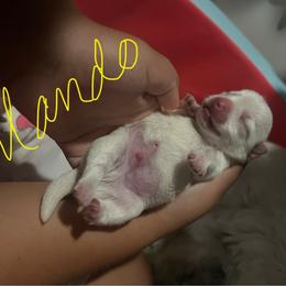 Mando - White male West Highland White Terrier puppy in New Orleans, Louisiana from Amazing Grace Westies