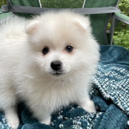 American Eskimo Dog Puppies from Firefly American Eskimo Dogs