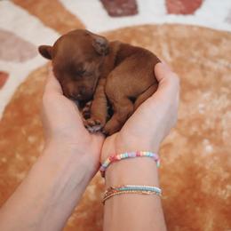 Goldendoodle Puppies from Peach and Honey Doodles