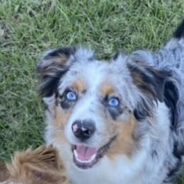 Max - Miniature Australian Shepherd