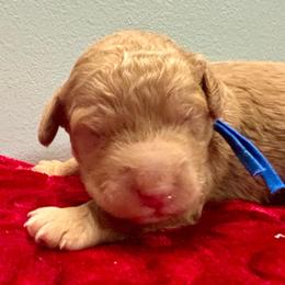 Royal blue - Red  male Goldendoodle puppy in Morris, Alabama from 4H Doodles