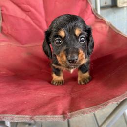 Angel - Black and tan female Dachshund puppy in Conroe, Texas from Dots Dachshunds
