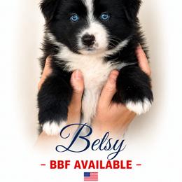 BETSY - Black & white female Australian Shepherd puppy in Gowen, Michigan from XA AUSTRALIAN SHEPHERDS