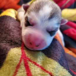 Pepper (green) - Gray and white female Siberian Husky puppy in Elk River, Minnesota from Naturez Siberians