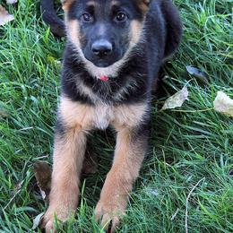German Shepherd Puppies from Valiant Shepherds