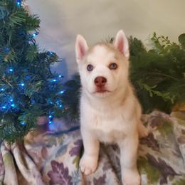 Siberian Husky Puppies from Naturez Siberians