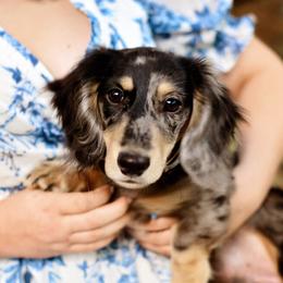 Benny - Dachshund