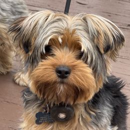 Colby - Yorkshire Terrier
