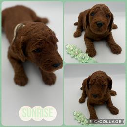 Sunrise - Red  female Poodle puppy in Mount Vernon, Illinois from AMC Poodles