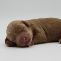 Giza - Gold female Australian Cobberdog puppy in Bellingham, Minnesota from Whispering Prairie Australian Cobberdog