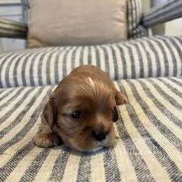 Puppy Boy 3 - Ruby male Cavalier King Charles Spaniel puppy in Fair Haven, New Jersey from Franhaven Kennel