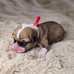 AKC Ruby - Red female Pembroke Welsh Corgi puppy in Lake Elsinore, California from Rose Petal Corgis