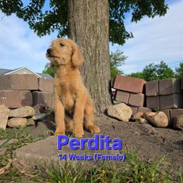 Perdita - Cream female Labradoodle puppy in Genoa City, Wisconsin from Sakura Pups