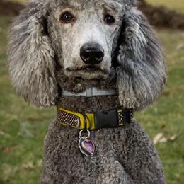 Aussiedoodles, Miniature Australian Shepherds, and Poodles from Cape Cod Aussies / Cape Cod Poodles and Doodles