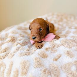 Apple - Red  female Goldendoodle puppy in Elizabethtown, Kentucky from Reddy Poodles & Doodles