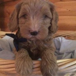 Australian Labradoodle Puppies from GorgeousDoodles
