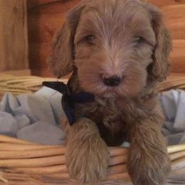 Australian Labradoodle Puppies from GorgeousDoodles