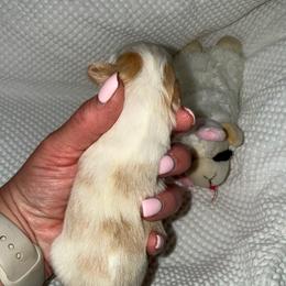 Red parti female - Parti female Miniature Schnauzer puppy in Forest, Virginia from Prestige Kennel LLC