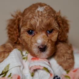 Latte - Apricot female Poodle puppy in Las Vegas, Nevada from Plush Toy Poodle Puppies & Pals