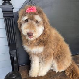 Penny - Red phantom female Aussiedoodle puppy in Buffalo, Illinois from Pear Tree Pups