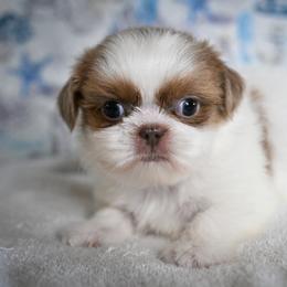 Kestrel - Liver and white male Shih Tzu puppy in Montrose, Colorado from Nana's Happy Pups