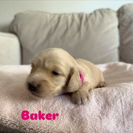 Baker - Cream female Dachshund puppy in Fairfield, California from Dawson Creek Doxies