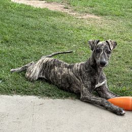 Poodle and Whippet All Grown Up from Charleston Reds Standard Poodles and Whippets
