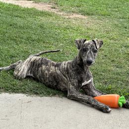 Poodle and Whippet All Grown Up from Charleston Reds Standard Poodles and Whippets