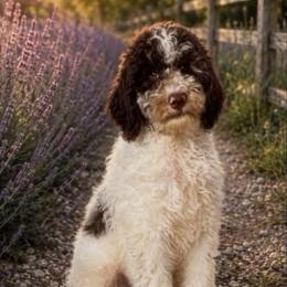 McLaren - Red merle male Aussiedoodle puppy in Springfield, Missouri from Aspen River Doodles