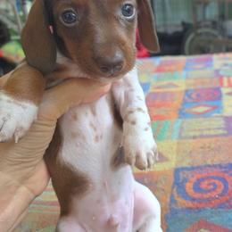 Ammet - Piebald male Dachshund puppy in Carrollton, Virginia from Elena's Miniature Dachshunds