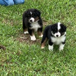 Miniature Australian Shepherd Puppies from Diamond R Aussies
