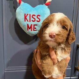 Cappuccino - Apricot male Australian Labradoodle puppy in Orange, California from Little Kingdom Doodles