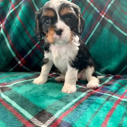 Cavalier King Charles Spaniel Puppies from Hope Cavaliers