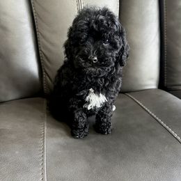 Luna - Poodle puppy from Cache Valley Poodles