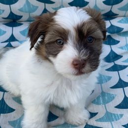Havanese Puppies from Happy Havanese Gems