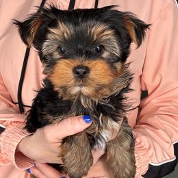 Teddy - Black and tan male Yorkshire Terrier puppy in West Fargo, North Dakota from A Yorkie Tale