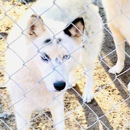 Nuke - Siberian Husky