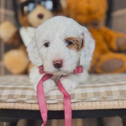 Boo Boo - Parti female Goldendoodle puppy in New Harmony, Indiana from Cottonwood Farms