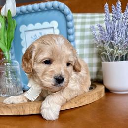 Oliver Pembroke - male Cavapoochon puppy in Lucas, Ohio from Apricot Lane Puppy