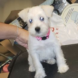 Miniature Schnauzers from Baldwin Kennels