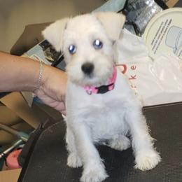 Miniature Schnauzers from Baldwin Kennels