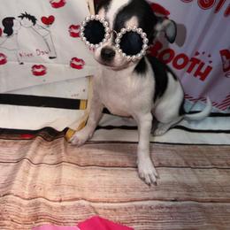 Boaz - Black and white male Chihuahua puppy in Palmyra, Indiana from Country Star Chihuahuas