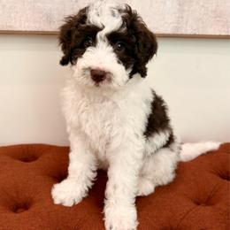 Jude - Brown and white male Aussiedoodle puppy in Allen, Texas from Calena’s Doodles
