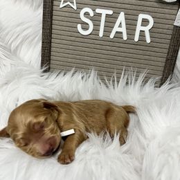 Goldendoodle Puppies from Averee's Doodles
