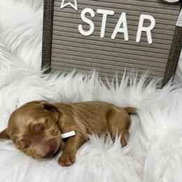 Goldendoodle Puppies from Averee's Doodles
