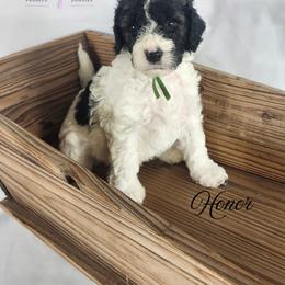 Cockapoo, Goldendoodle, and Poodle Puppies from Lavender poodles & doodles