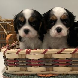 Cavalier King Charles Spaniel Puppies from Ridgefield Cavaliers