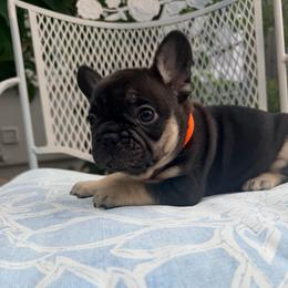 Angus - Black and tan male French Bulldog puppy in Peoria, Arizona from A Quality French Bulldogs AZ