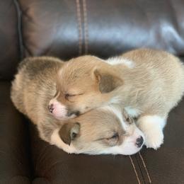Pembroke Welsh Corgi Puppies from Nunas Corgis