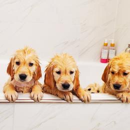 Golden Retriever Puppies from Golden Meadows of Utah